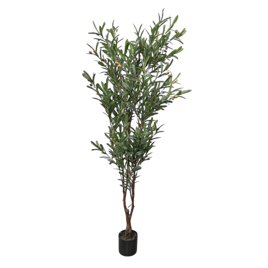Olive plant