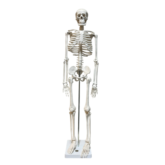 Mini standing skeleton